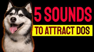 5 Sounds to ATTRACT DOGS Attention Make Dogs Go Crazy [upl. by Aviva]