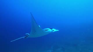 MOOFUSHI SHARKS AND MANTAS EMILIA NATASCHA MARKUS [upl. by Hawk149]