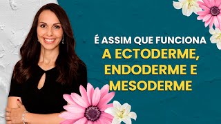 É assim que funciona a ectoderme endoderme e mesoderme [upl. by Torrey]