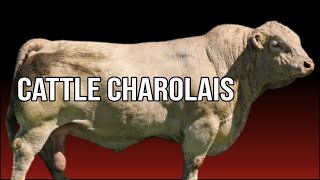 🔴 What Are The Disadvantages Of CHAROLAIS Cattle  Biggest Bulls And Cows [upl. by Naesar]