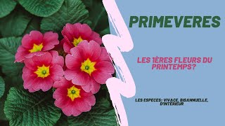 Les primevères de jardin Primula acaulis [upl. by Yenahs]