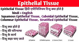 Epithelium tissue Anatomy and physiology  Type of epithelium tissue  Structure  Functions [upl. by Vanessa8]