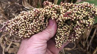 Forage Sorghum Silage 2020 [upl. by Lana358]