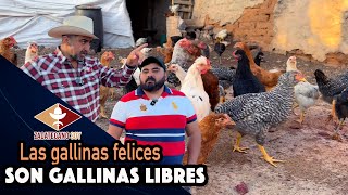 COMIERON CHAPULINES Y LES ENCANTARON Les cayeron muy bien a las gallinas [upl. by Yenhpad]