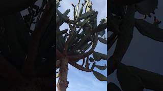 consolea tree cactus morocco [upl. by Yemrots]