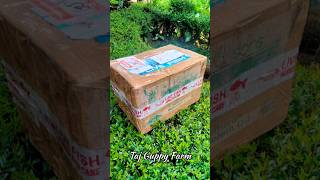 Aquarium Fish Unboxing Live Fish Unboxing Video shorts unboxingvideo unboxing guppy guppyfarm [upl. by Miles365]