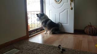 Mia❤ The Welcoming Bark of a Keeshond [upl. by Manthei]