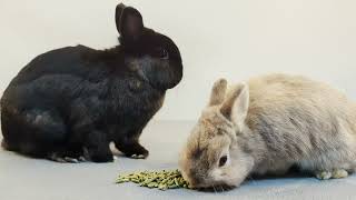 ASMR Netherland Dwarf rabbits eating pellets [upl. by Viviane663]