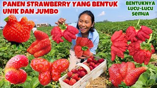 PANEN STRAWBERRY UNIK DAN JUMBO BANYAK BANGET [upl. by Dorrej]