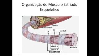 Fisiologia do Músculo Estriado Esquelético [upl. by Josephine]