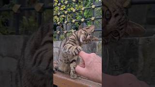 Very cute and playful tabby cat [upl. by Lina]