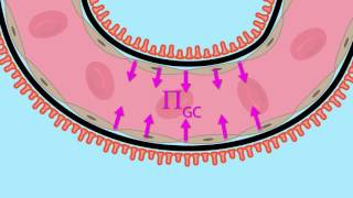 Glomerular Filtration Net Ultrafiltration Pressure [upl. by Adnuahsar452]