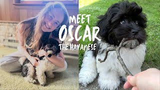 Meet Oscar the Havanese [upl. by Namolos83]