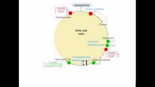 The coordinated control of glycolysis and krebs cycle [upl. by Suoivatram]