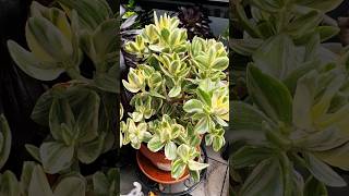 Variegated Crassula Ovata succulant succulentsplanterspot succulentlife garden shorts [upl. by Humfrey614]