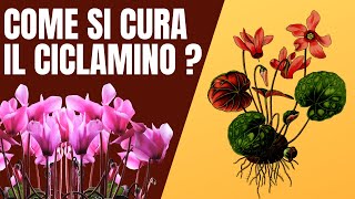 Come bagnare e curare il ciclamino [upl. by Asiled]