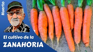 𝗭𝗔𝗡𝗔𝗛𝗢𝗥𝗜𝗔 COMO SEMBRAR Y CULTIVAR ZANAHORIAS  HOW TO GROW CARROTS [upl. by Ennaeilsel852]