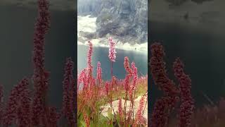 Beautiful Flowers in Ratti Gali Lake [upl. by Kitrak]