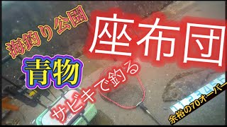 【浜名湖】海釣り公園 サビキ 釣り 座布団 青物 餌は サッパ トップに出る魚 高活性 ヒラメ [upl. by Davidoff]