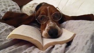 basset hound gets ready for bed [upl. by Korrie]