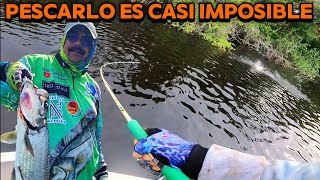 No se PUEDE con este Pez  Pesca de SÁBALO con señuelos SUPERFICIALES  Pesca en Tabasco [upl. by Lenka]