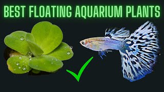 5 Best Floating Aquarium Plants for Guppy Fish [upl. by Neerol]