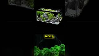 Come scegliere i pesci nell’acqurio Video completo in ‘video’ acquario [upl. by Uda714]