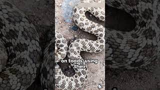 Facts About Hognose Snake [upl. by Lallage869]