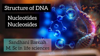 Structure of DNA nucleotides and nucleosides Molecular basis of inheritance [upl. by Aldos]