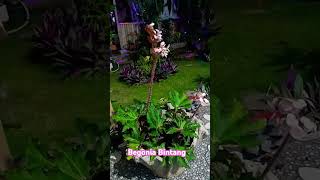 Begonia Bintangnature garden begoniabintang [upl. by Anelys]