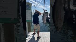 23lb blackfin fishing [upl. by Ong]