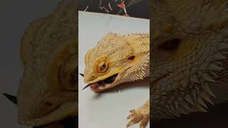 7 Bearded Dragon Care Mistakes Youre Making Right Now 7 [upl. by Milas389]