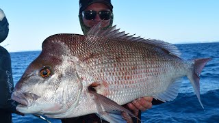 Nice Snapper Cobia Rainbow Escape Charters [upl. by Enomys660]