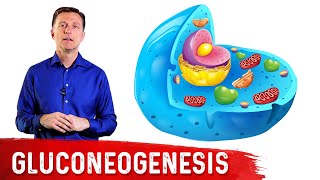 What Is Gluconeogenesis – Dr Berg [upl. by Soni]