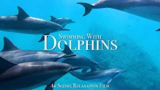 Swimming With Dolphins 4K  30 Minute Underwater Relaxation Film [upl. by Ellicec391]