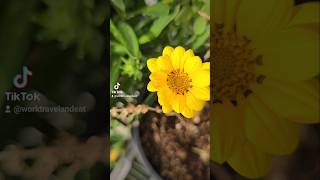 Gazania bloomsgazania flower Australia gardening propagation plantcutting nature freeplant [upl. by Ayekam]