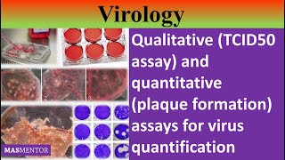 Qualitative TCID50 and quantitative plaque assay assays for virus quantification UrduHindi [upl. by Nobie]