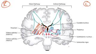 Basal Ganglia amp Dopaminergic Pathways for the USMLE Step 1 [upl. by Aical]