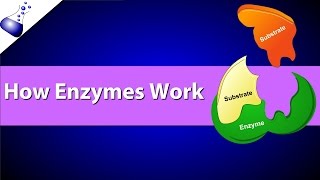 How Enzymes Work [upl. by Ojybbob]