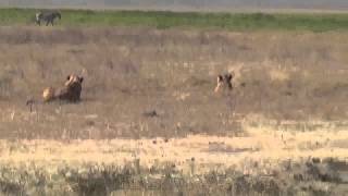 Africa Salvaje  Impresionante Imagenes  Leones Cazando Cebras [upl. by Bari]