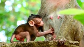 Lovely Little Baby Monkey  Stay With Mom Nice Clip Baby Monkey [upl. by Ellehcam443]