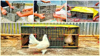 How to make pigeon house  Pigeon house made with plastic cage  how to make pigeon cage at home [upl. by Ashbaugh]