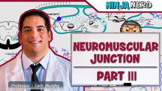 Musculoskeletal System  Neuromuscular Junction  Sliding Filament Theory Part 3 [upl. by Wattenberg]