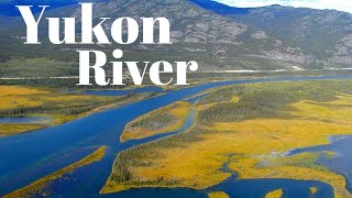 The Yukon River Wildlife Adventure and Historyyukonviralvideo [upl. by Ladnar916]