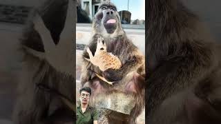 Please support 🙏🙏 🥺 baboon funny cuteanimals shorts [upl. by Kathi]