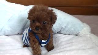 Teacup poodle for sale  Teacup puppy for U [upl. by Enael34]