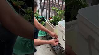 Effortless Gardening Rainpoint Solar Irrigation Kit in Action [upl. by Eniluqaj450]