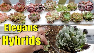 Plant Haul Unboxing amp Pot Up Echeveria Elegans Hybrids [upl. by Auhso447]