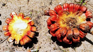 Eating Exploding Planet Fruit Pandanus tectorius Keys Seeds Buds and tasty Placenta [upl. by Eeldivad]