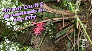 Street Cactus amp Bromeliads of Urban Brazil [upl. by Ahsha212]